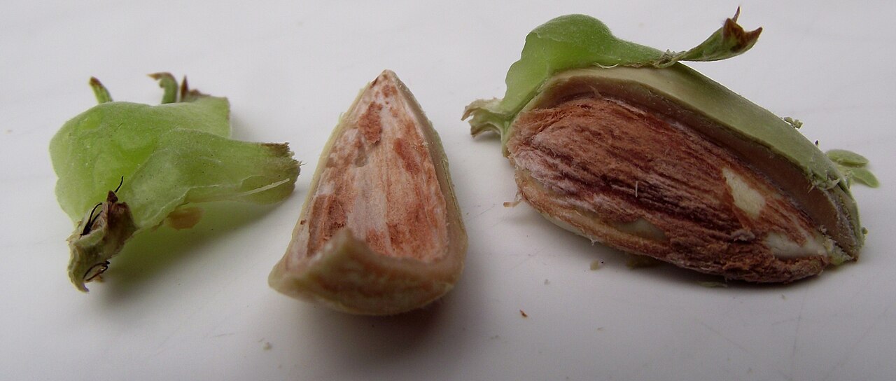 Hazel nut husks and kernels