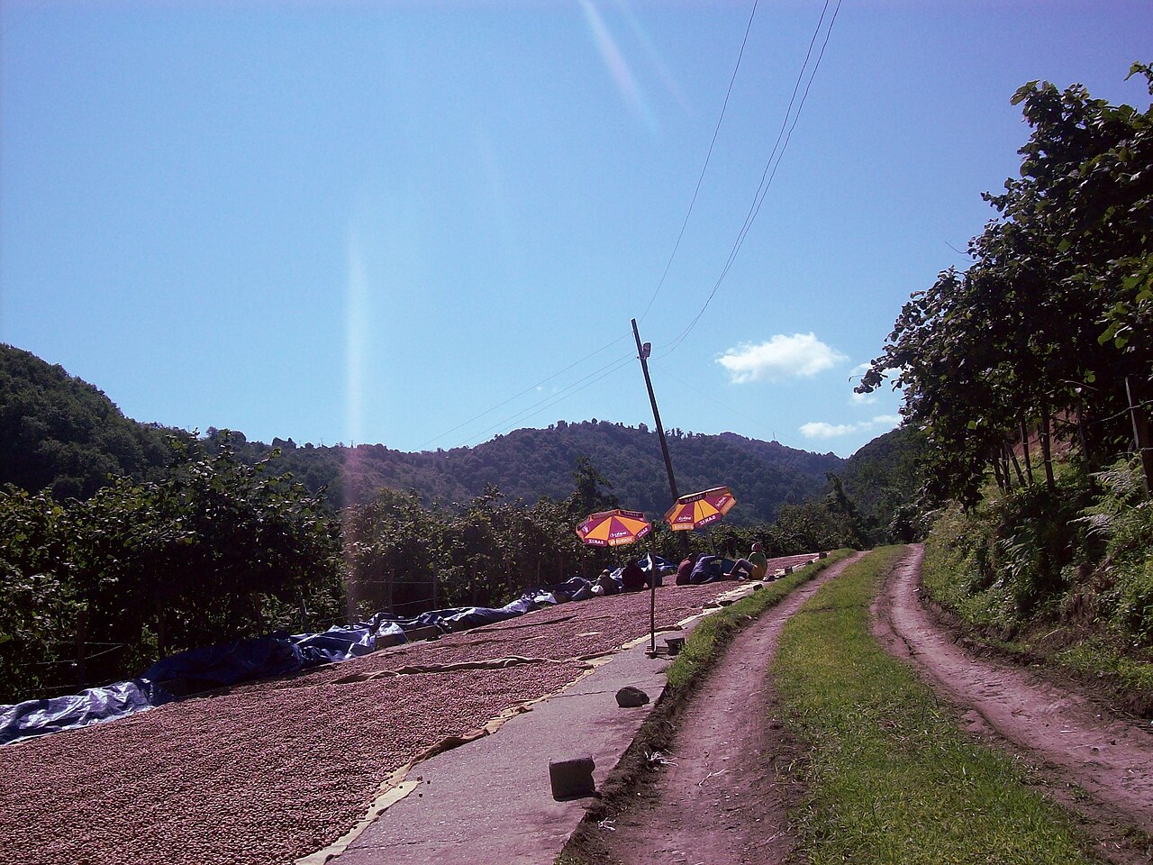 Sušenje i prebiranje lješnjaka na otvorenom (Giresun, Turska)