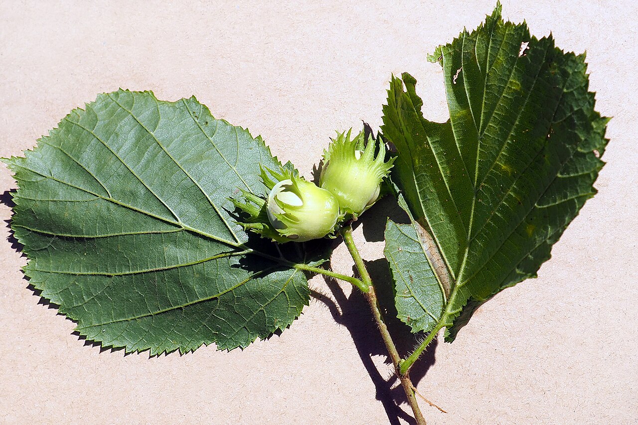 Plodovi lijeske (Corylus avellana) na grani