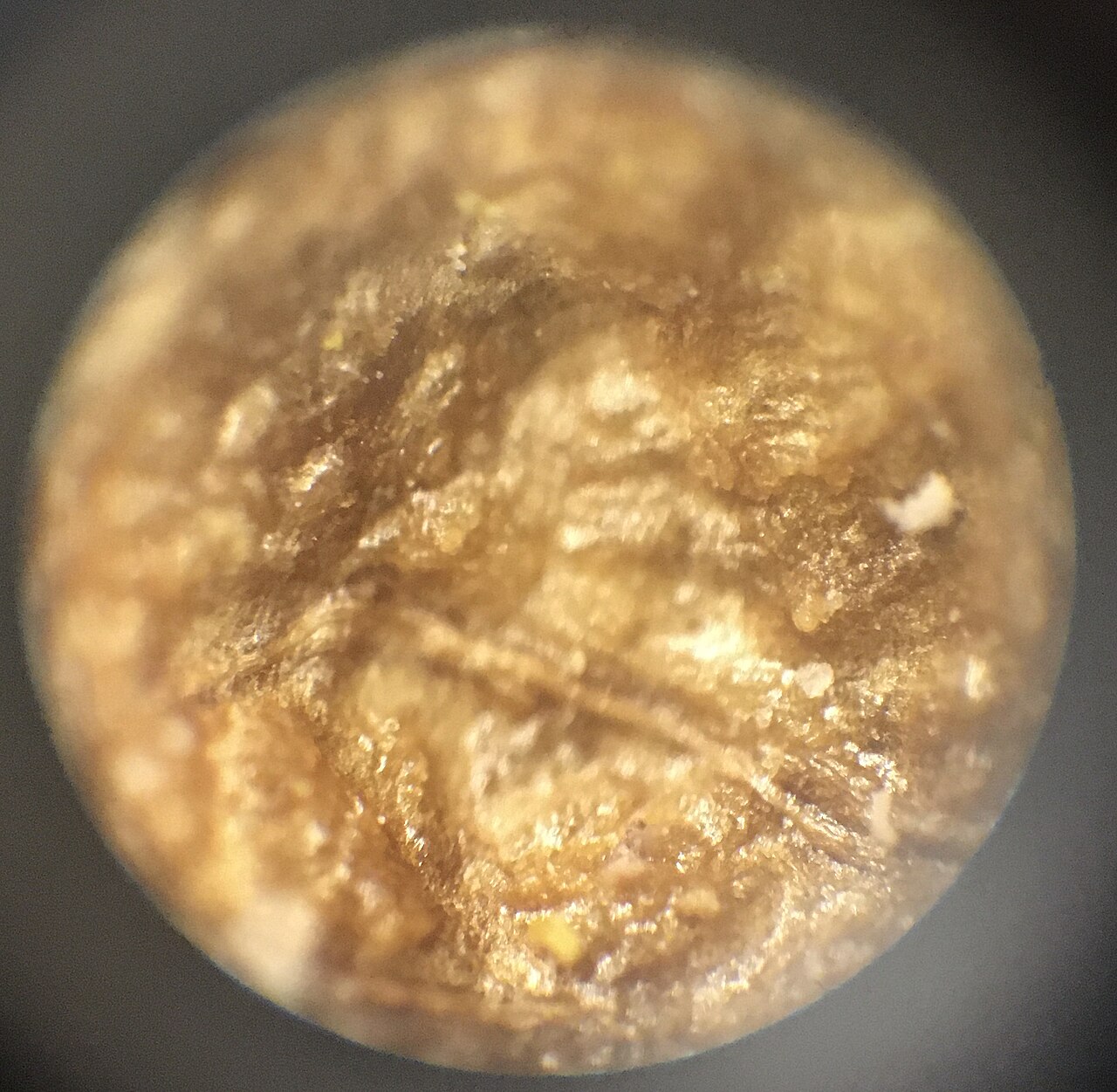 Close-up of hazelnut kernel texture