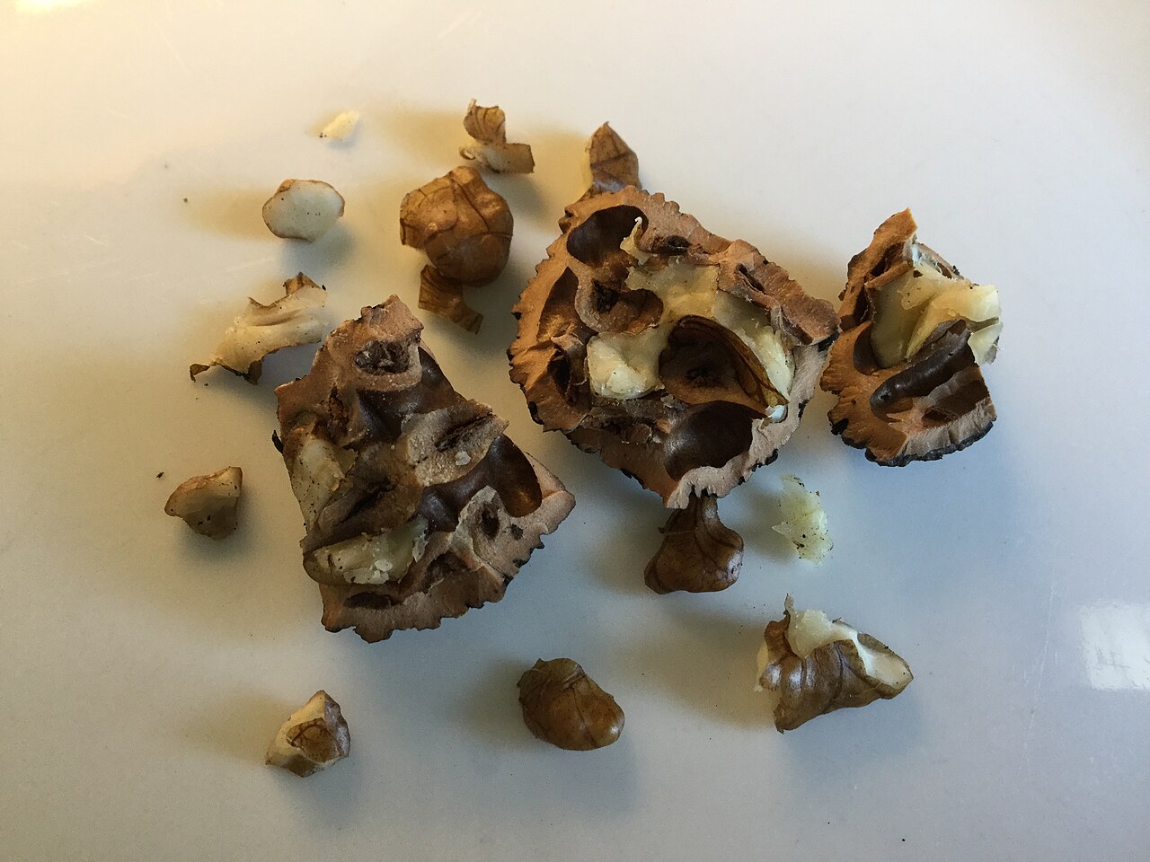 cracked hazelnut shells and kernels