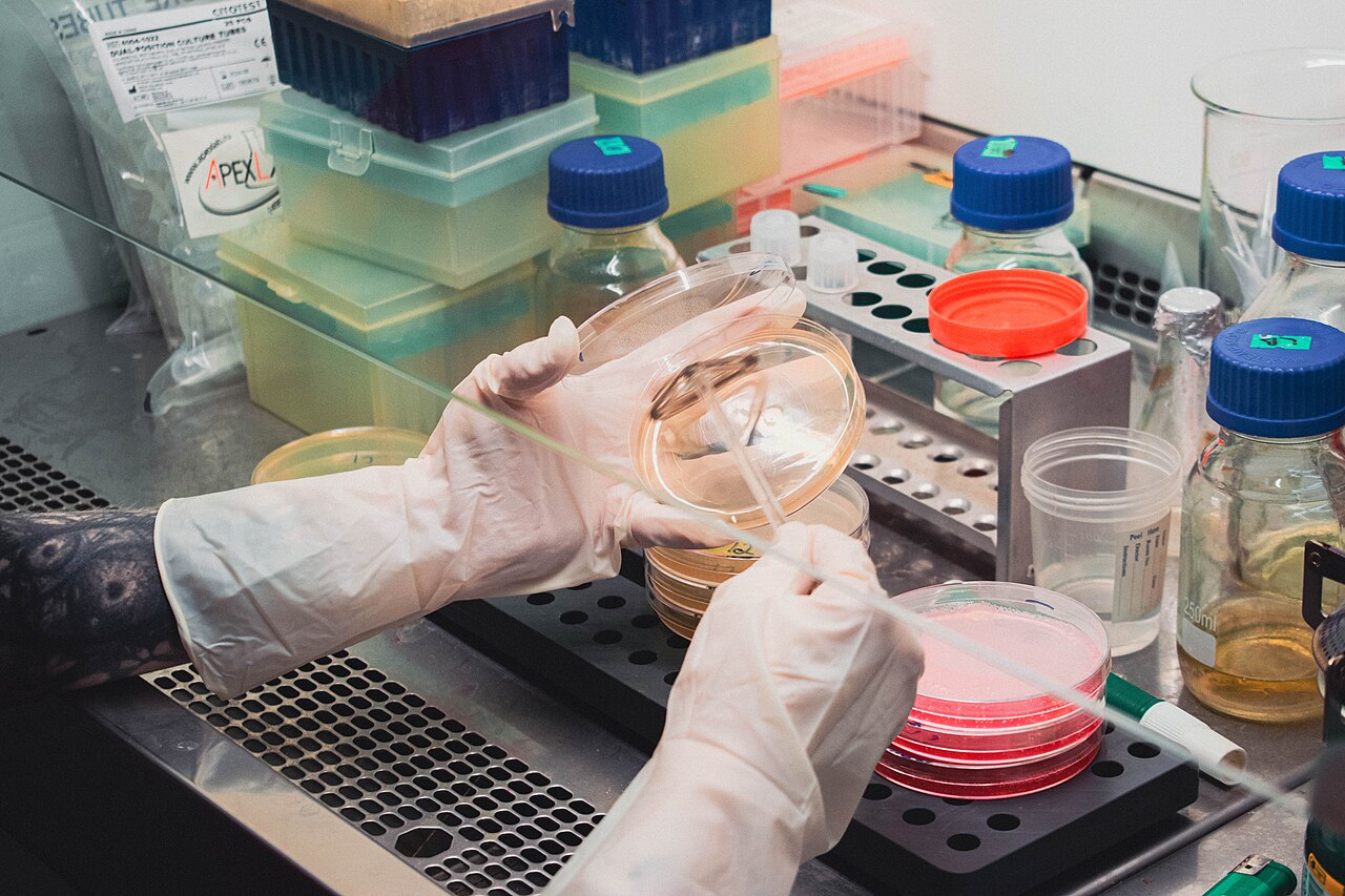 Nasađivanje uzorka na hranjivu podlogu u mikrobiološkom laboratoriju