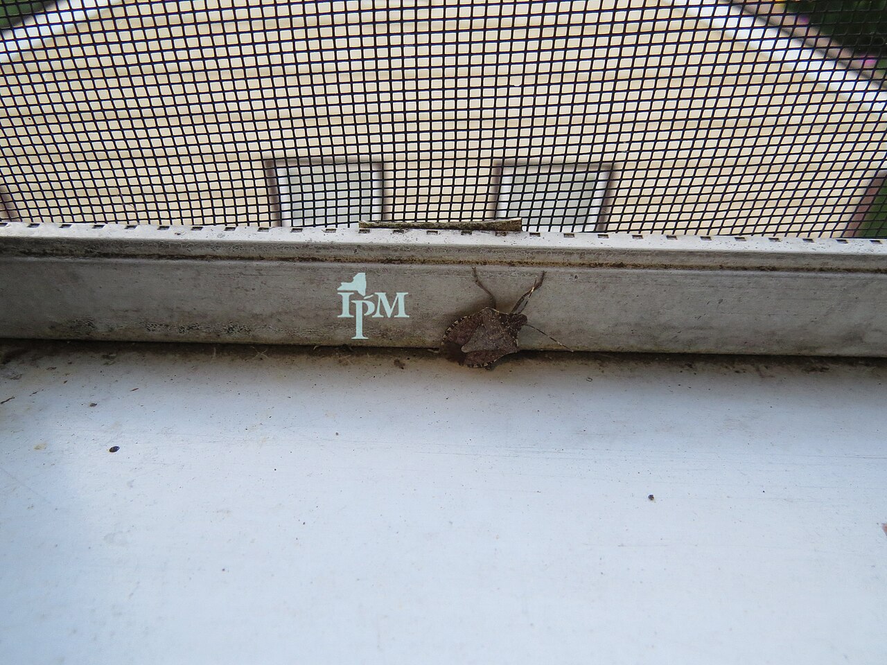 Smeđa mramorasta stjenica (Halyomorpha halys), uzročnik tamnih gorkih pjega na jezgri
