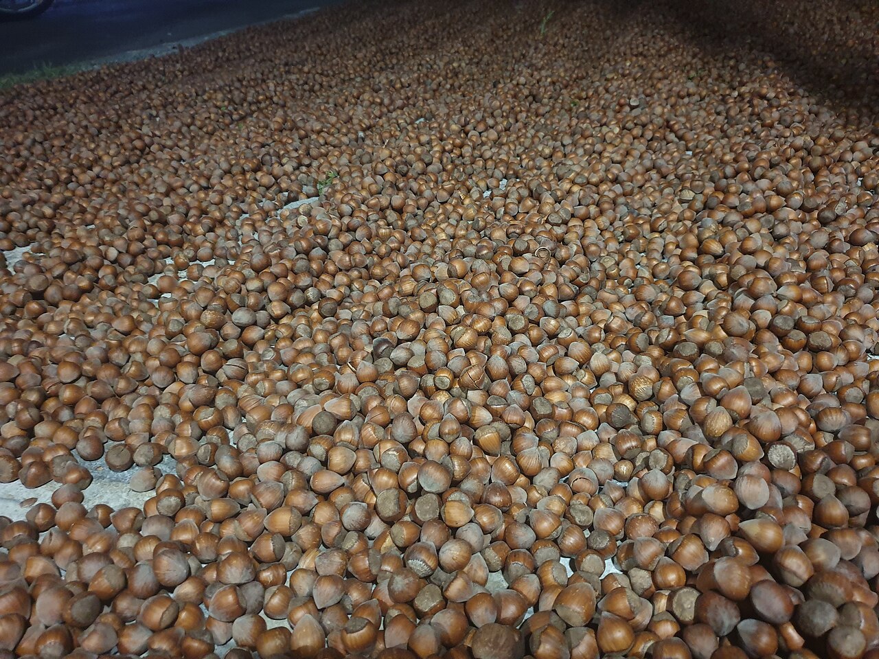 dried hazelnuts spread out
