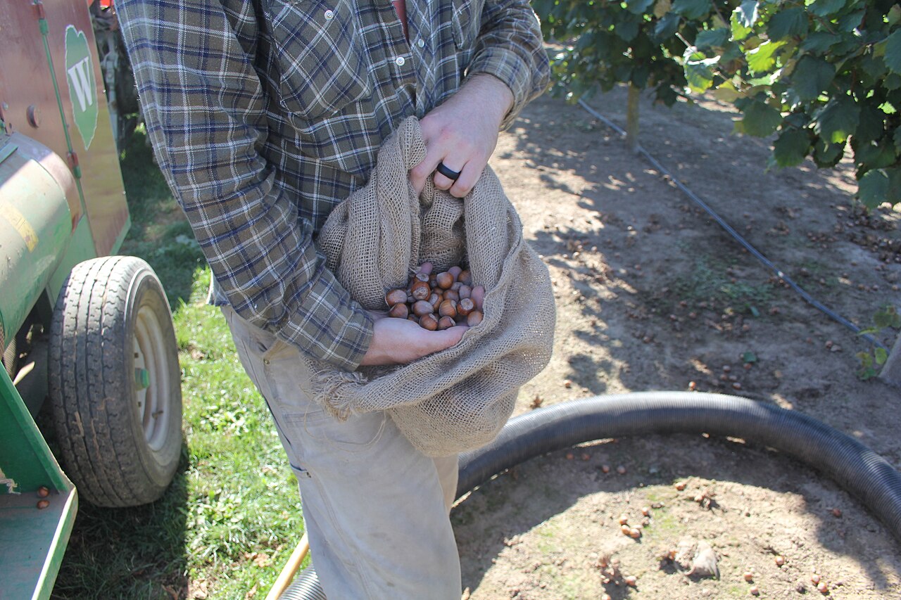 Farmer holding burlap bag of hazelnuts