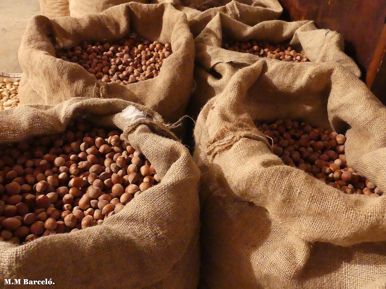 Sacks of harvested hazelnuts