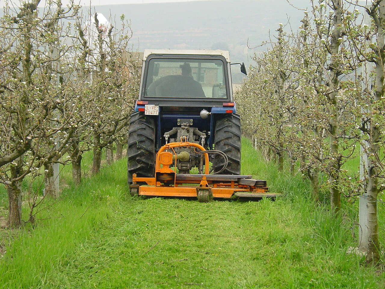 tractor mowing orchard grass
