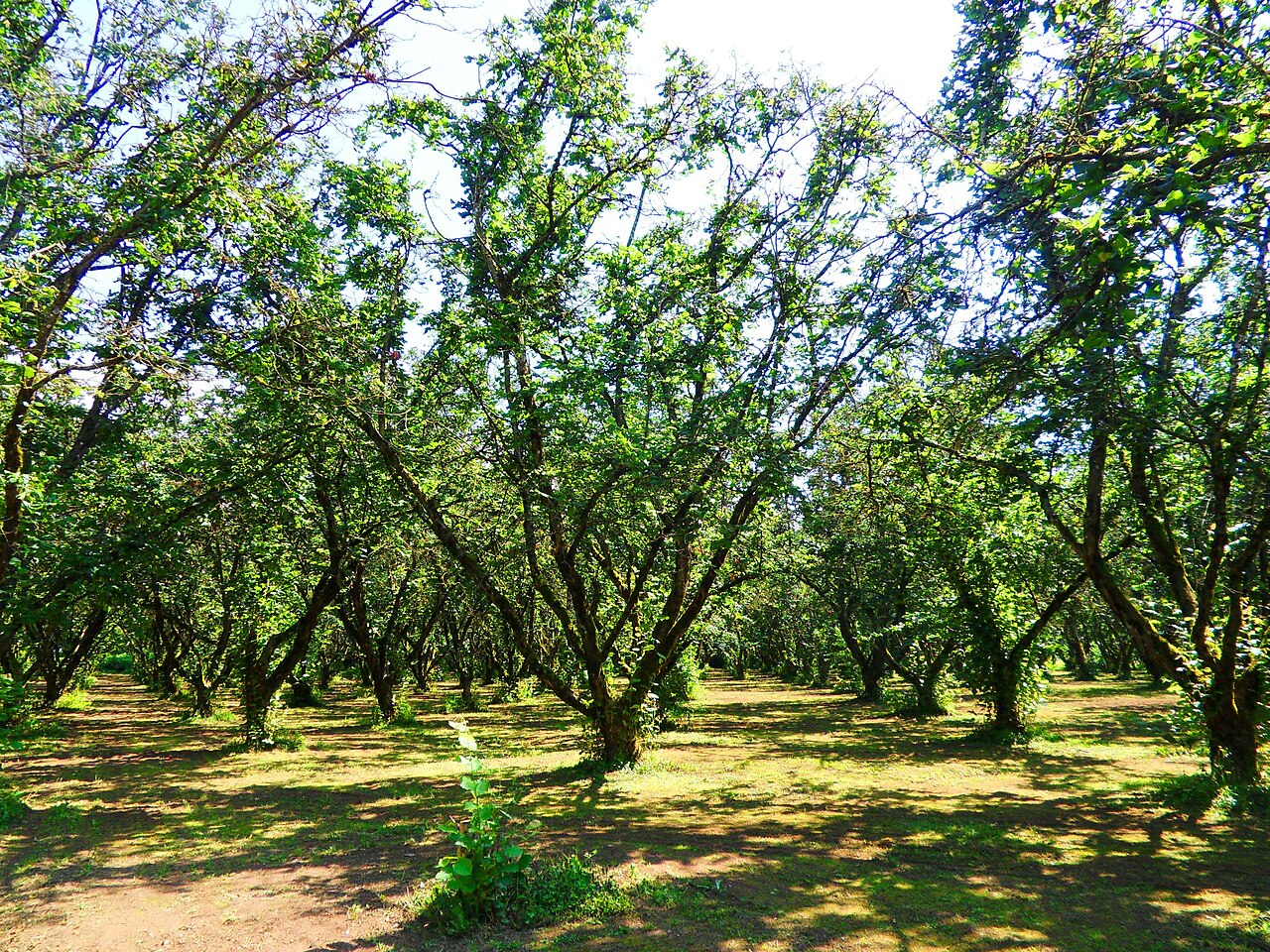 Grm lijeske (Corylus avellana) u nasadu
