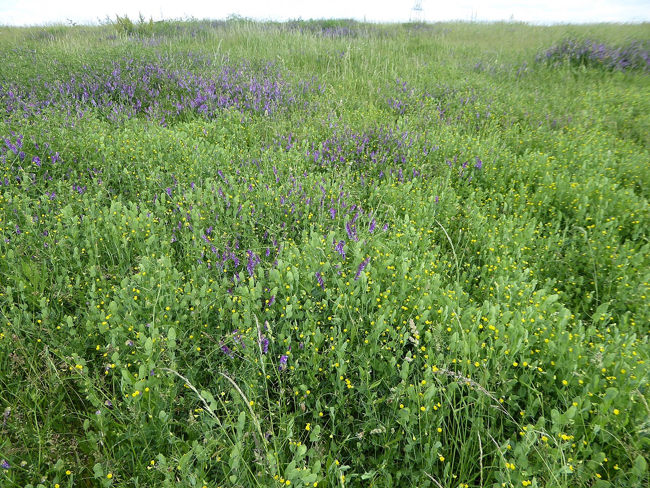 Travni busen s maljavom grahoricom (Vicia villosa, ljubičasti cvjetovi) i kukavičjom graholikom (Lathyrus aphaca, žuti cvjetovi) — leguminozni pokrov koji fiksira dušik